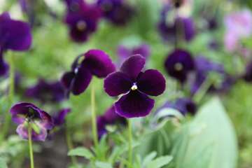 بهار دانشگاه 1399